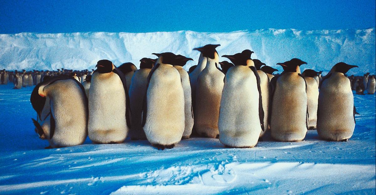 Emperor Penguins Were Moved to the Endangered Species List — Here’s Why