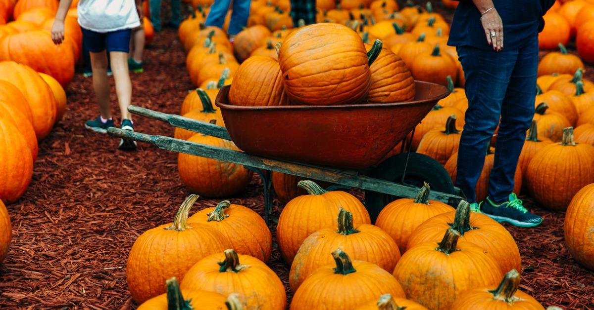 autumn pumpkins at a pumpkin patch picture id