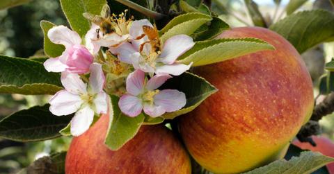 bee population apple