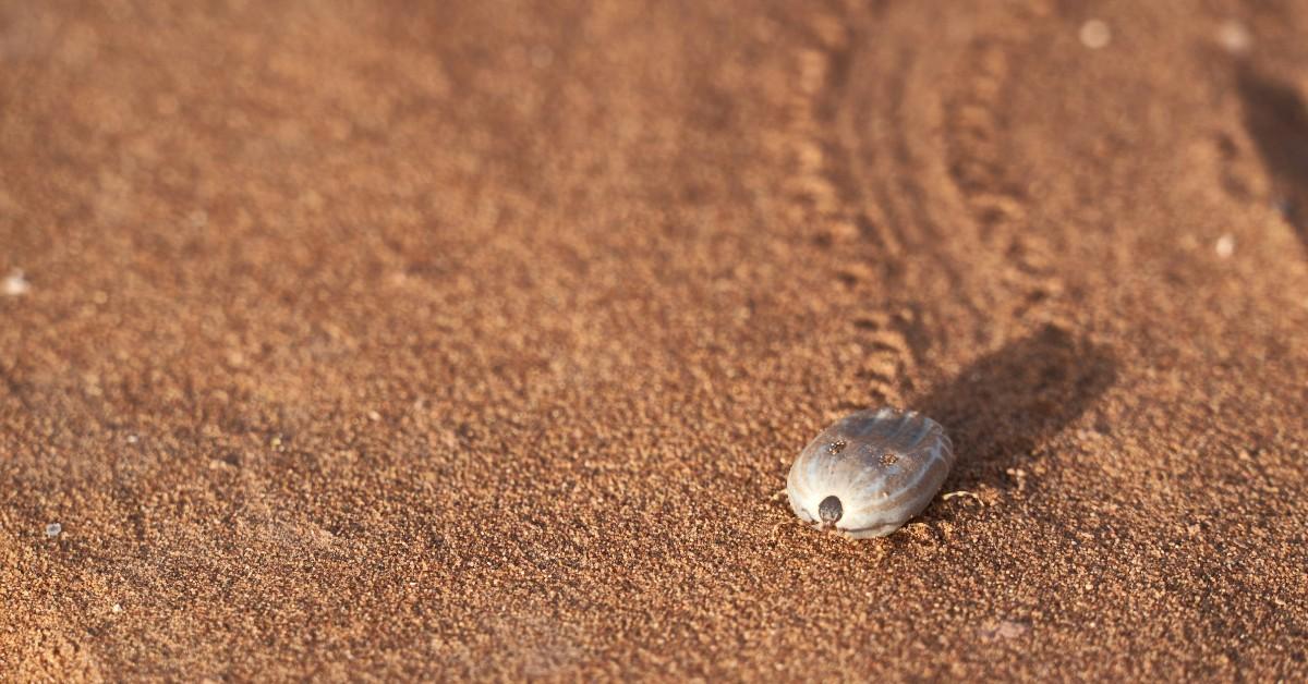 A closeup of a full tick against a sandy backdrop