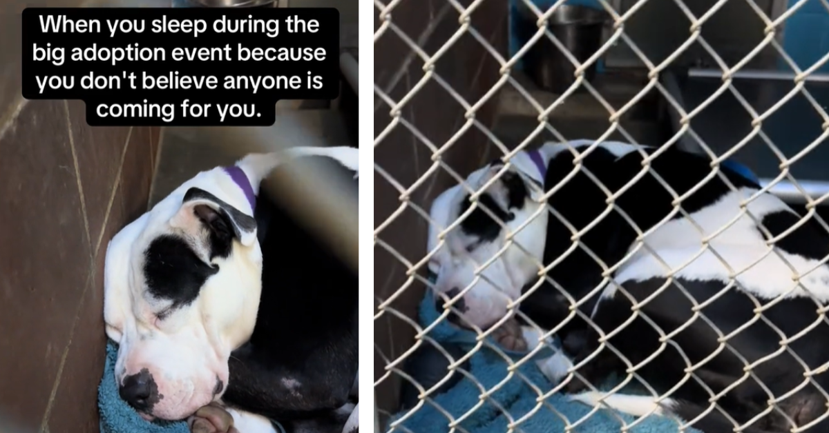 Teddy the dog slept through an adoption event 