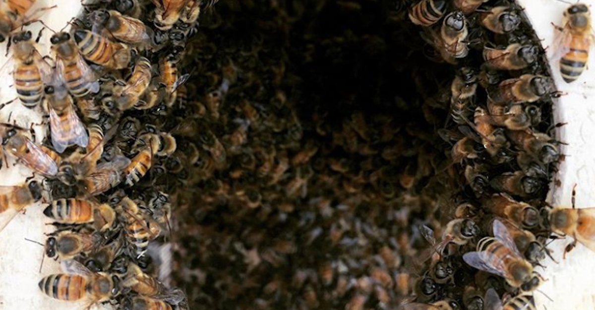bees hibernate
