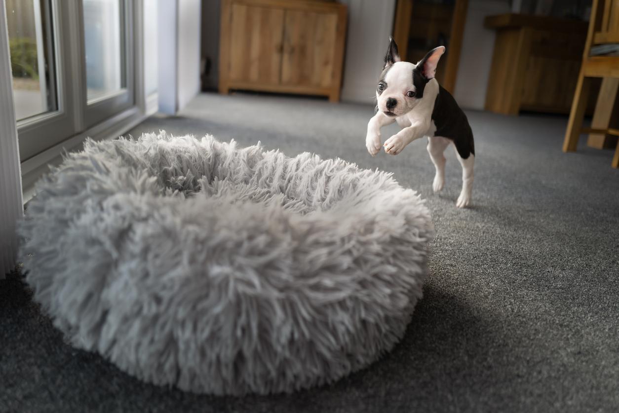 A Boston Terrier puppy leaps into his gray dog bed.