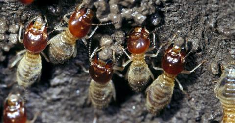 Termites