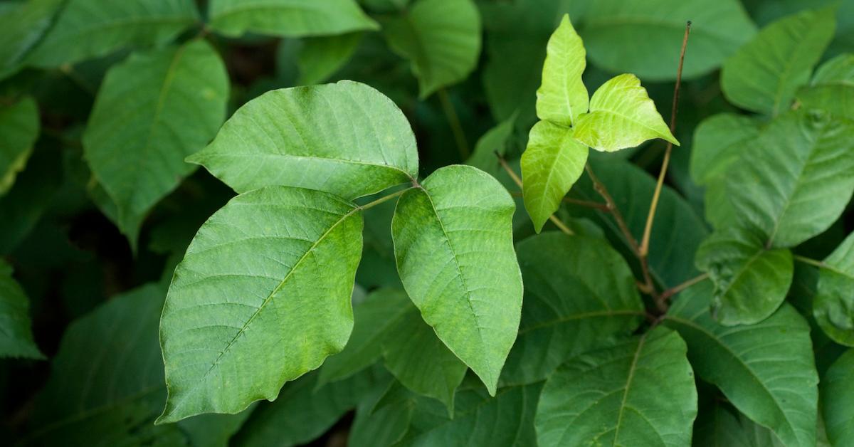 Why poison ivy is an unlikely climate change winner