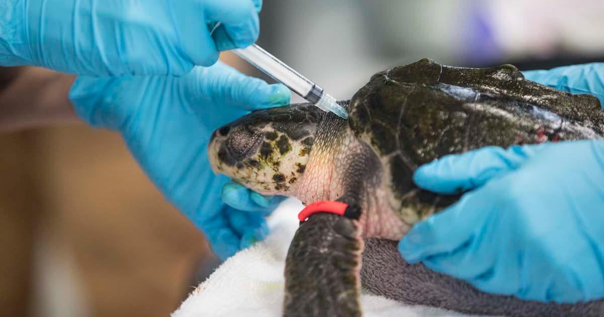 Kemp’s Ridley Sea Turtles, an Endangered Species, Hatch in Louisiana