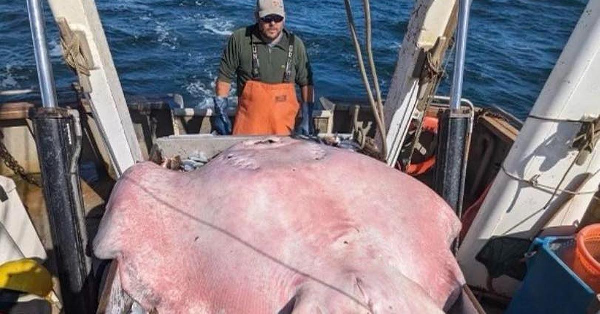 Rare 400-pound roughtail stingray spotted in New England estuary