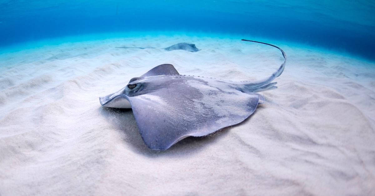 Stingray in sand on ocean floor.