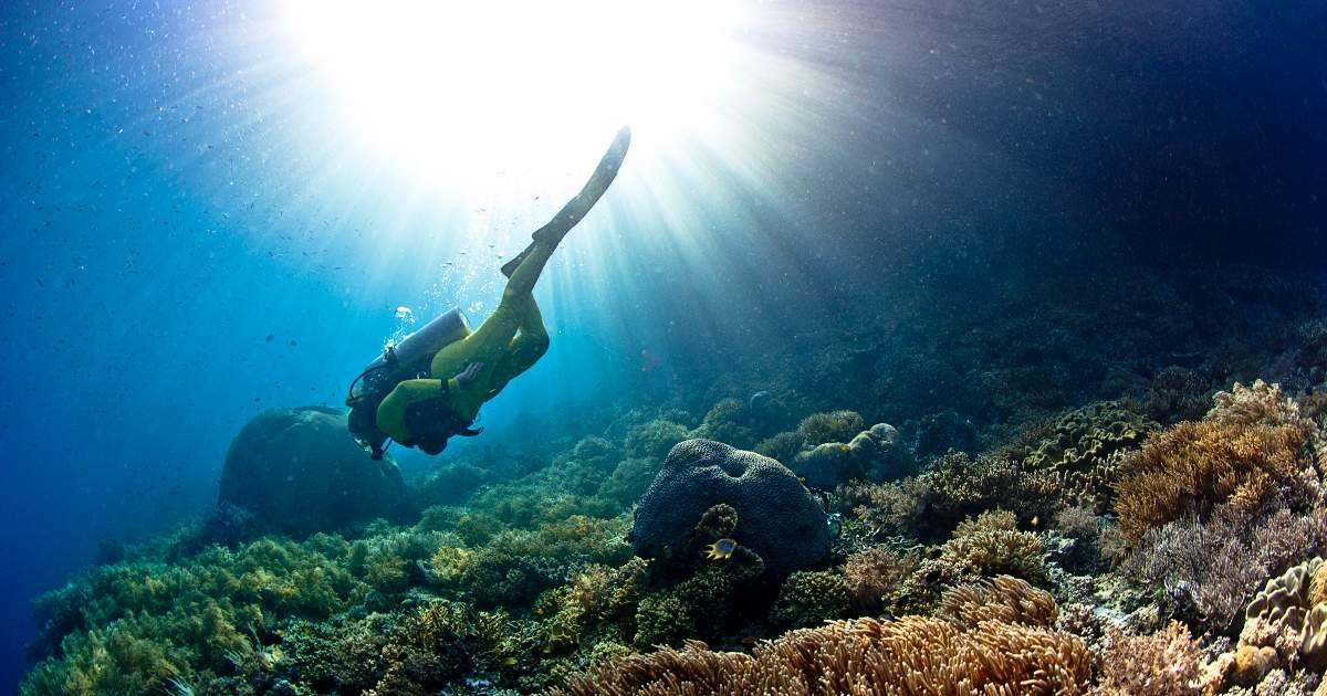 A diver exploring the ocean floor filled with various coral species. (Representative Cover Image Source: Getty Images | Giordano Cipriani)