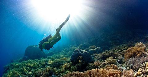 A diver exploring the ocean floor filled with various coral species. (Representative Cover Image Source: Getty Images | Giordano Cipriani)