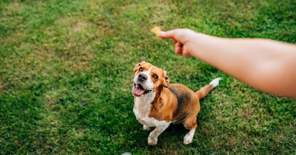 green dog treats