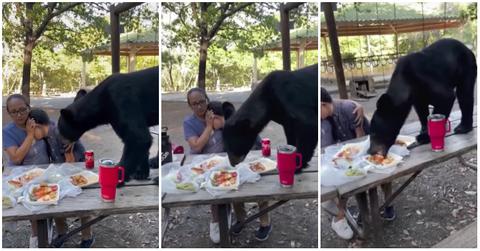 A black bear interrupts a birthday picnic in Mexico