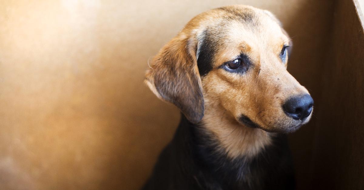 Black and tan puppy in animal shelter looking sad.