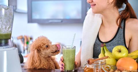 A brown dog licks its nose while a woman drinks a smoothie with honey in the foreground.