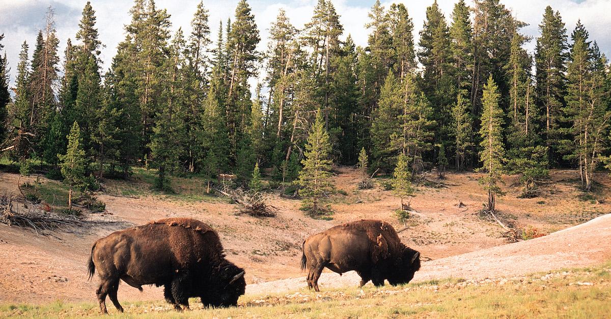 My pet Bison enters the House 🏠 again#yellowstone #bison #farmtok