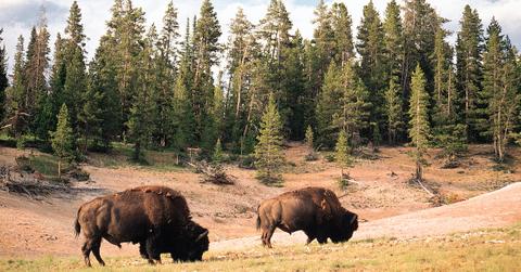 Yellowstone Bison