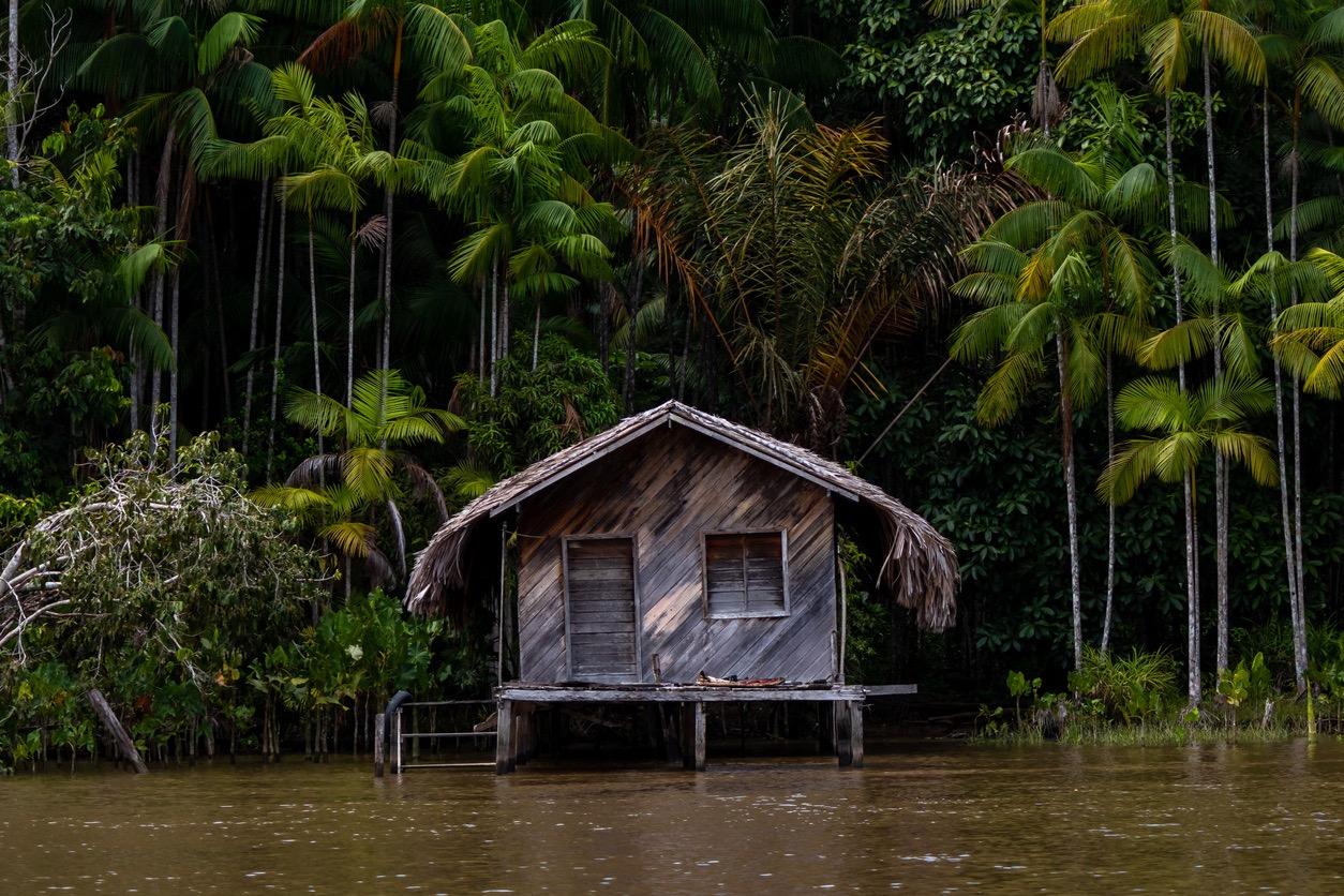 Amazon Rainforest Pictures