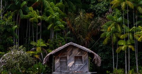 Fun Facts About the Amazon Rainforest