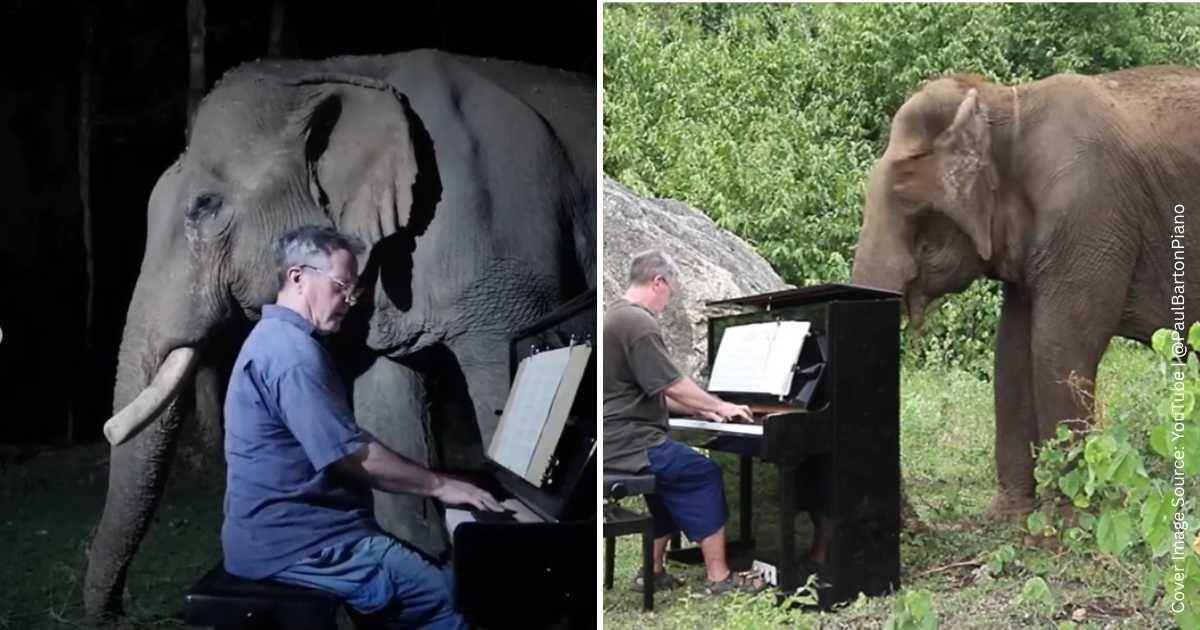 British pianist helps elephants heal by playing classical music (Cover Image Source: YouTube | @PaulBartonPiano)