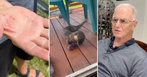Screenshot of man's hand with bites; screenshot of otter writhing; screenshot of Joseph Scaglione talking to camera