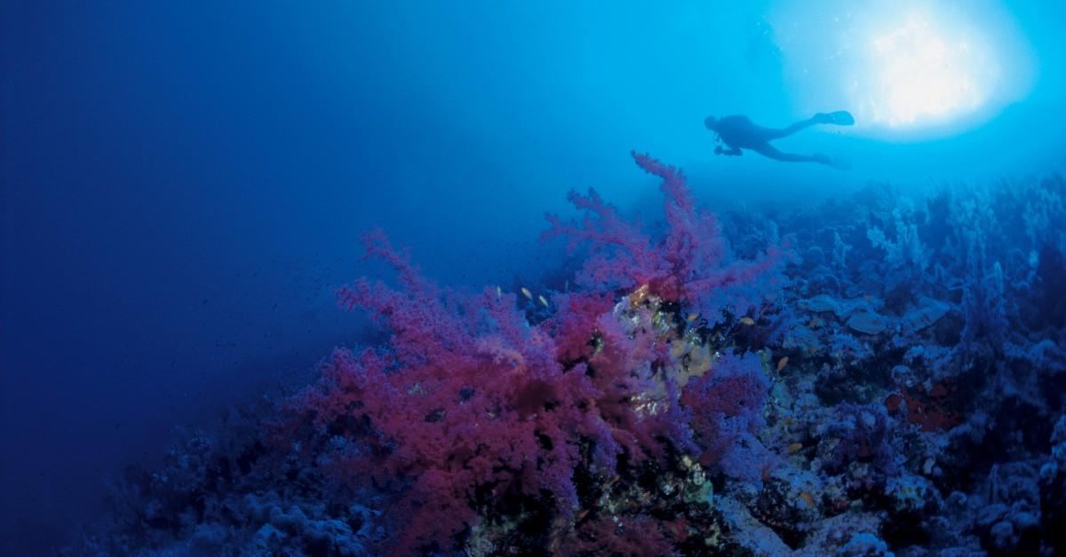 A SCUBA diver swims above a patch of pink and white coral 