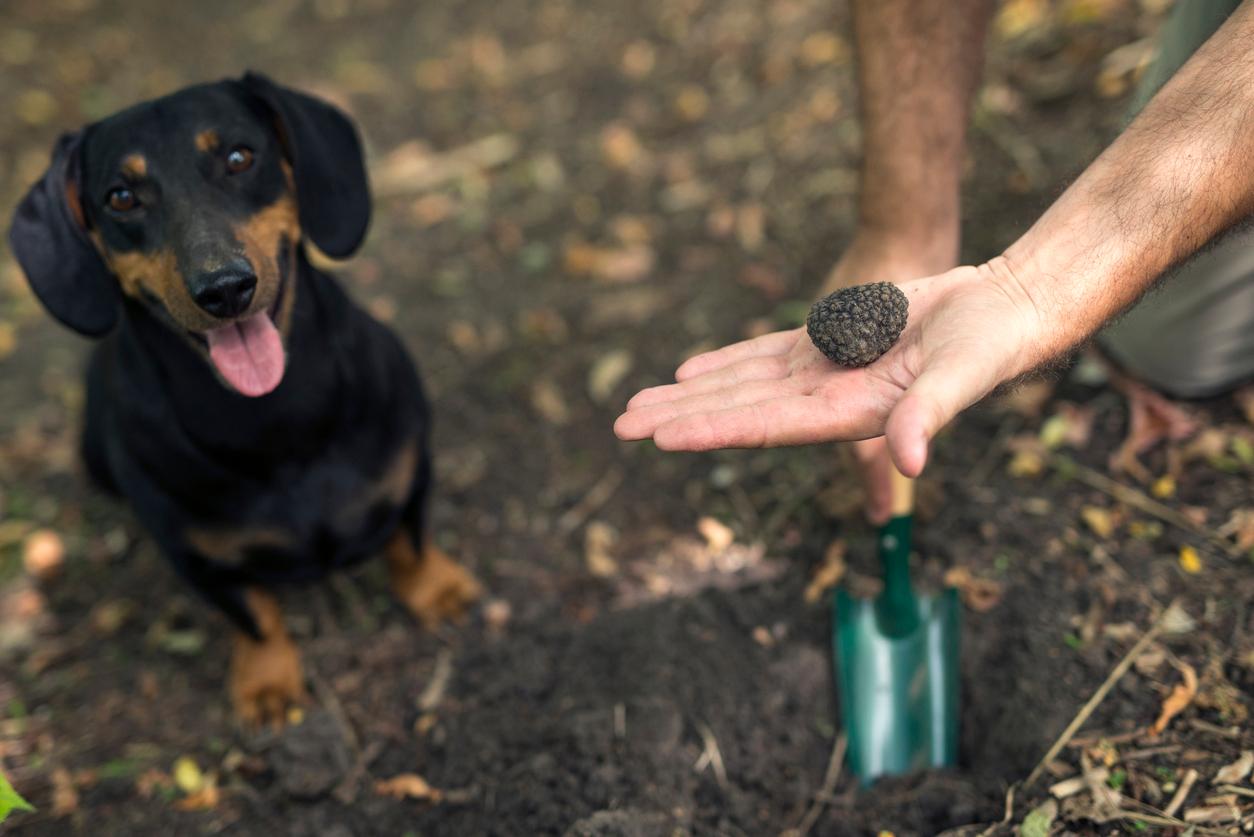 A man holds a truffle in his hand above a shovel, beside a smiling dachshund.