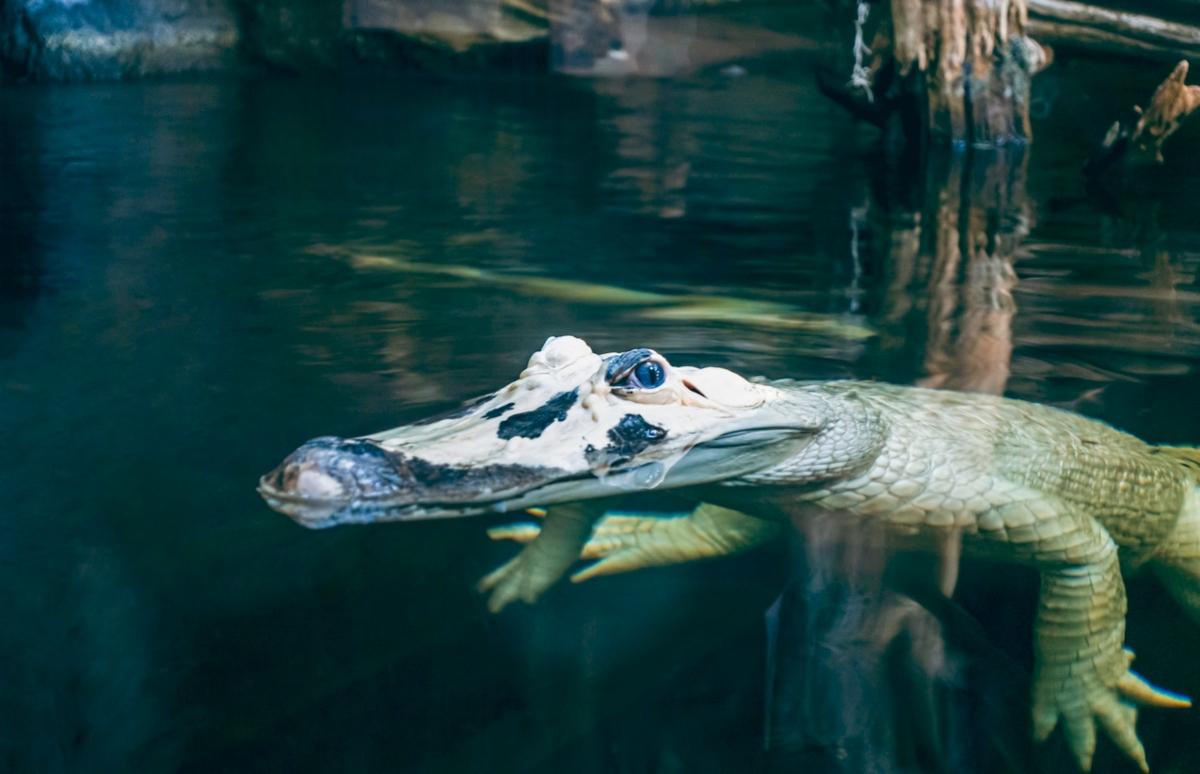 Adult leucistic alligator