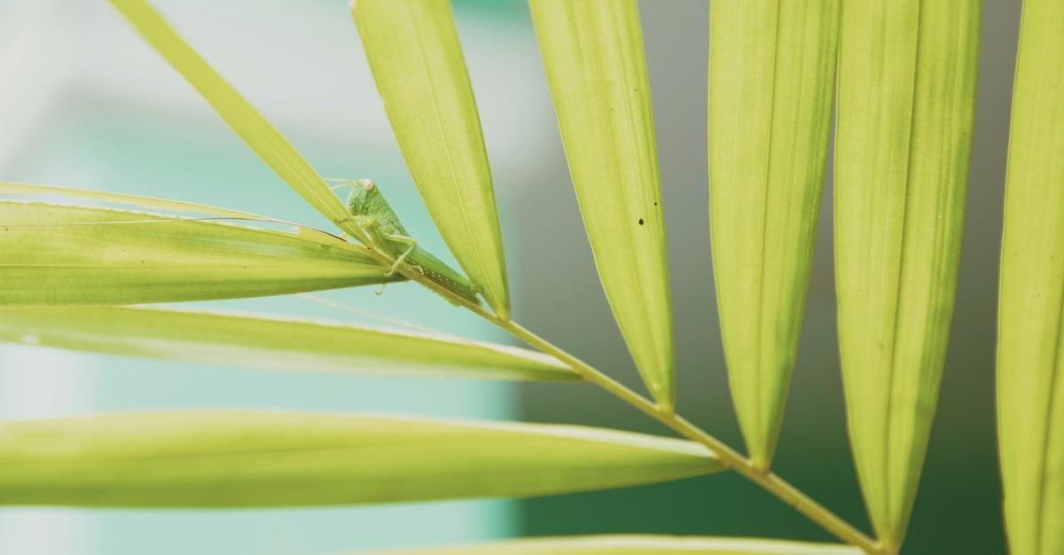 Cricket on green leaf plant