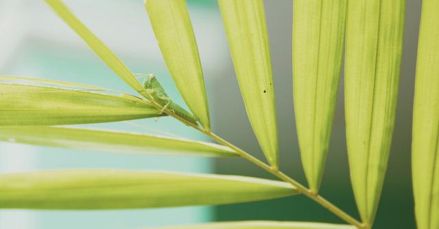 View of What Do Crickets Eat in the Wild? Plus, What to Feed Crickets