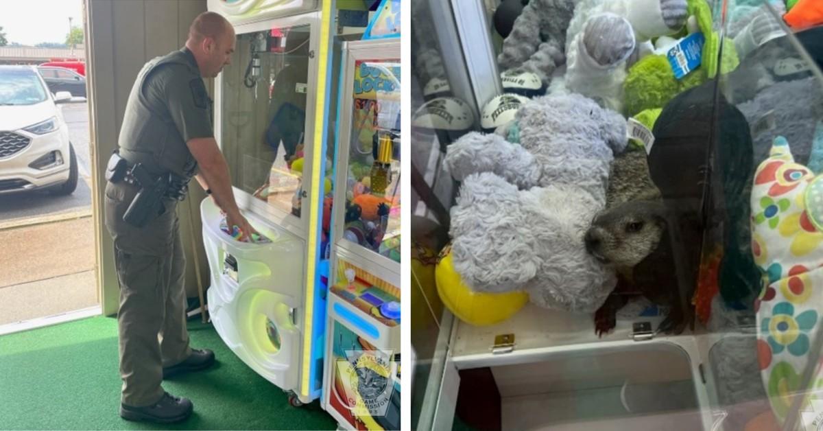 Pennsylvania game commission officer works to free a groundhog from a claw machine