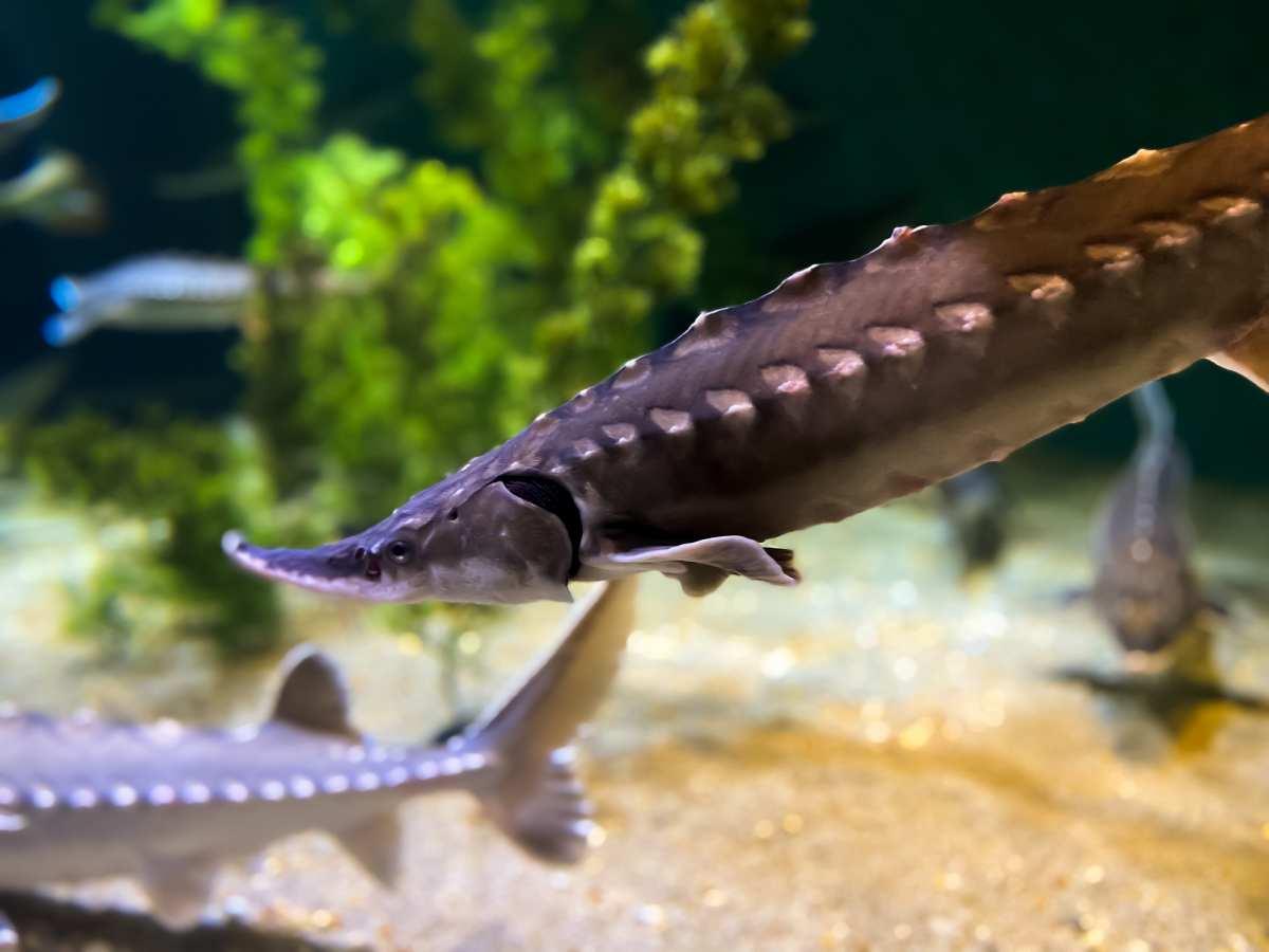 pn/cfbd a  ad fcdcecc