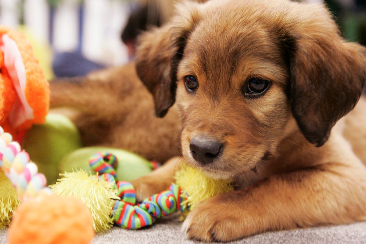 Dogs like squeaky store toys