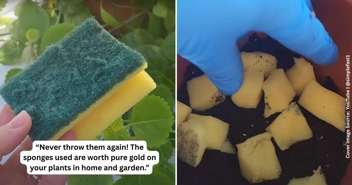 Garden expert reveals how to use sponges in the garden. (Cover Image Source: YouTube | @simplefast1)