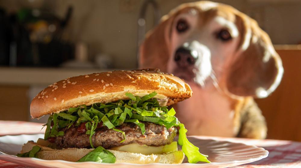 A dog staring at a burger with sesame seeds on the bun. 