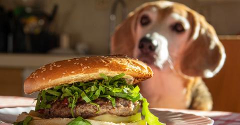 A dog staring at a burger with sesame seeds on the bun.