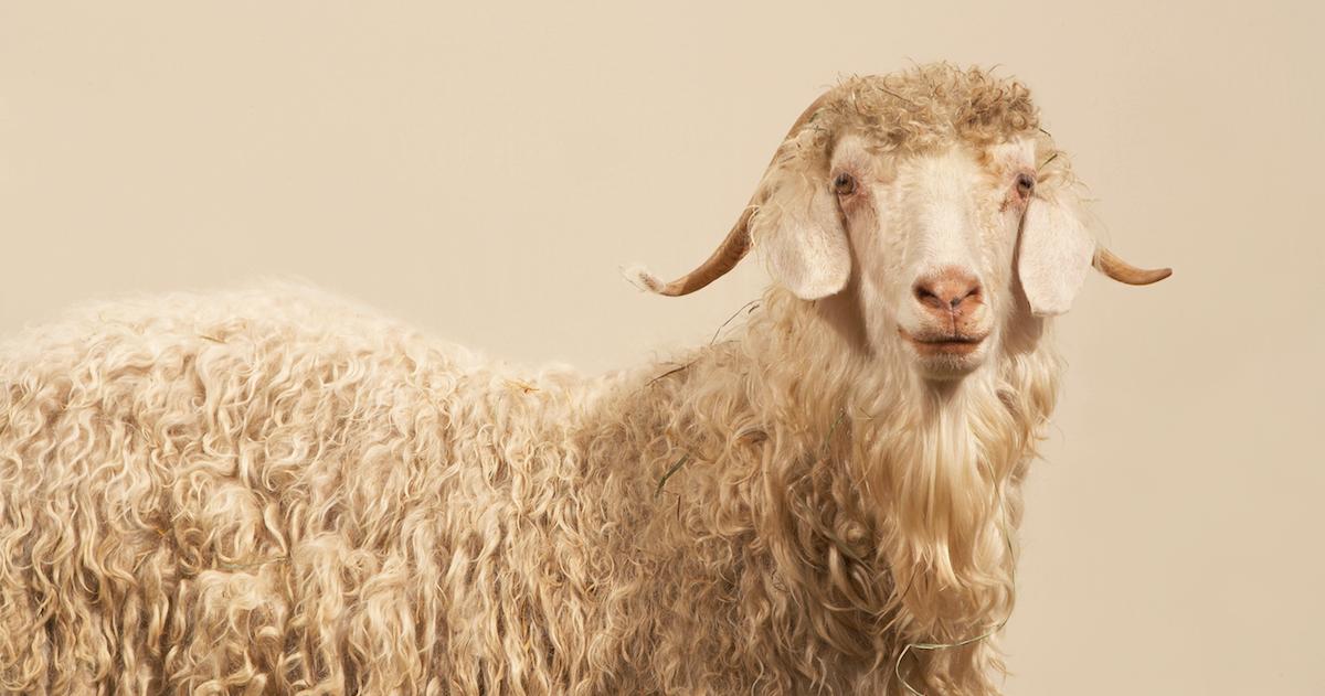 What Animal Does Cashmere Come From? Here's How Cashmere Is Made