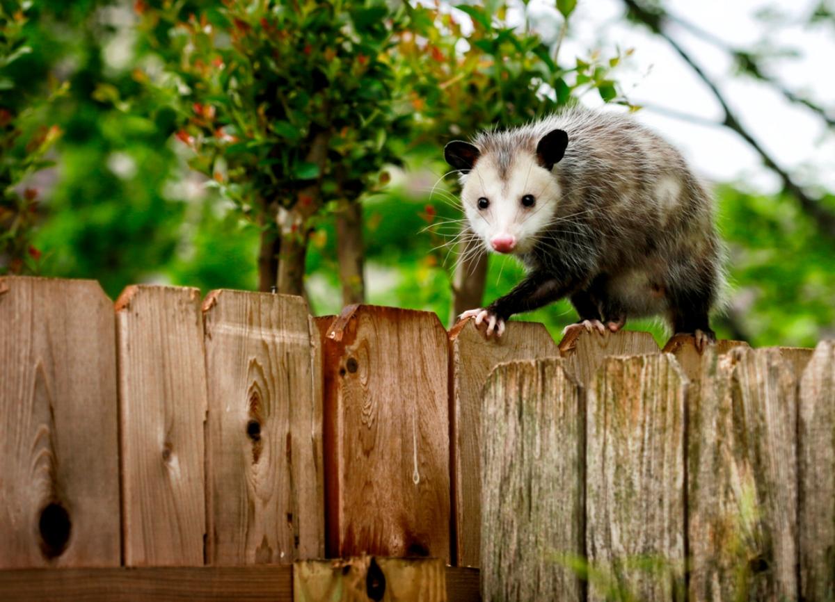 possum walking along wooden fence