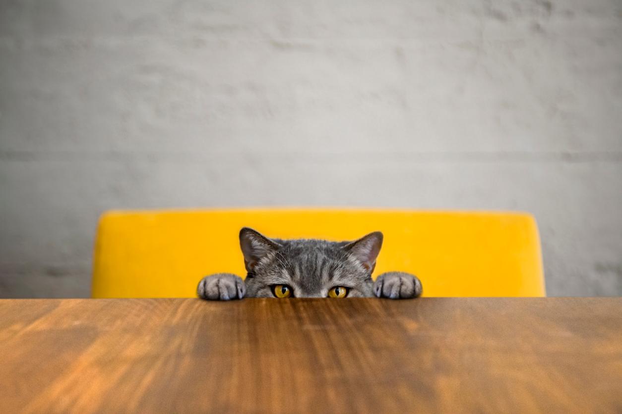 A British Short Hair cat is sitting in a yellow chair with both front paws on a wooden table with only the top half of the cat's face visible.