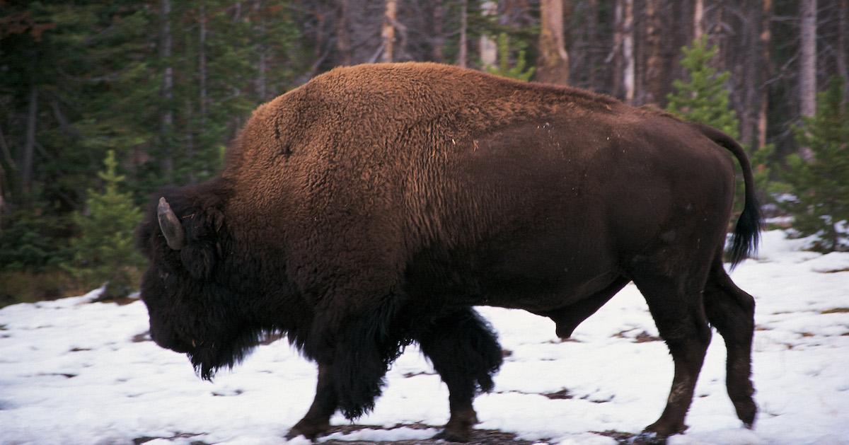 Bison Endangered