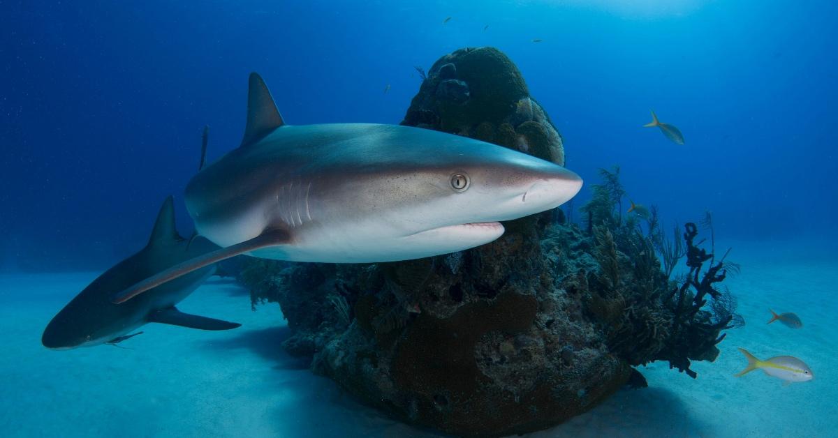 Two Caribbean reef sharks swimming around a rock. 