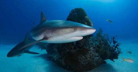 Two Caribbean reef sharks swimming around a rock.