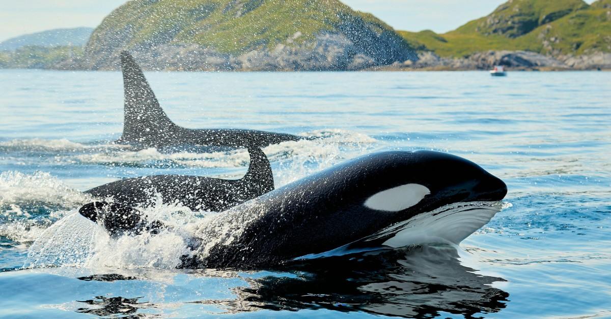 A killer whale breaches the water's surface while swimming with his pod