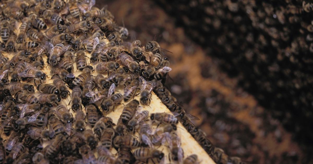 How to Relocate a Honey Bee Hive Safely — Without Getting Stung