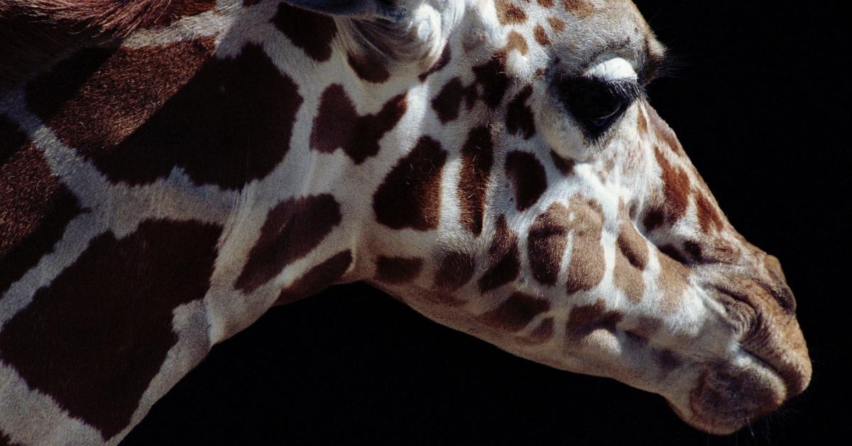 Close up photo of a giraffe's face. 