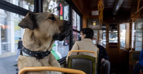 Boji the dog rides a bus in Istanbul