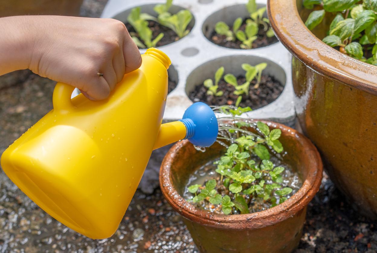 Watering can watering plant in a pot