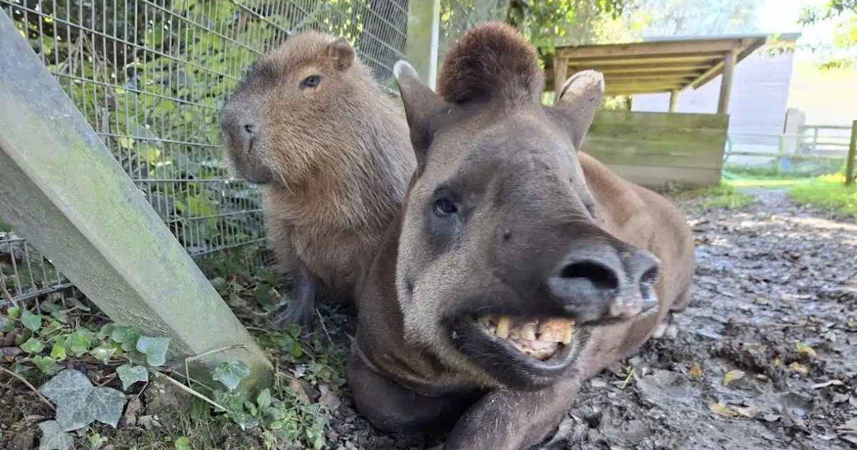 Johnson, the nine-year-old capybara, and Al, the 20-year-old Brazilian tapir, at a UK zoo. (Cover Image Source: Newquay Zoo)