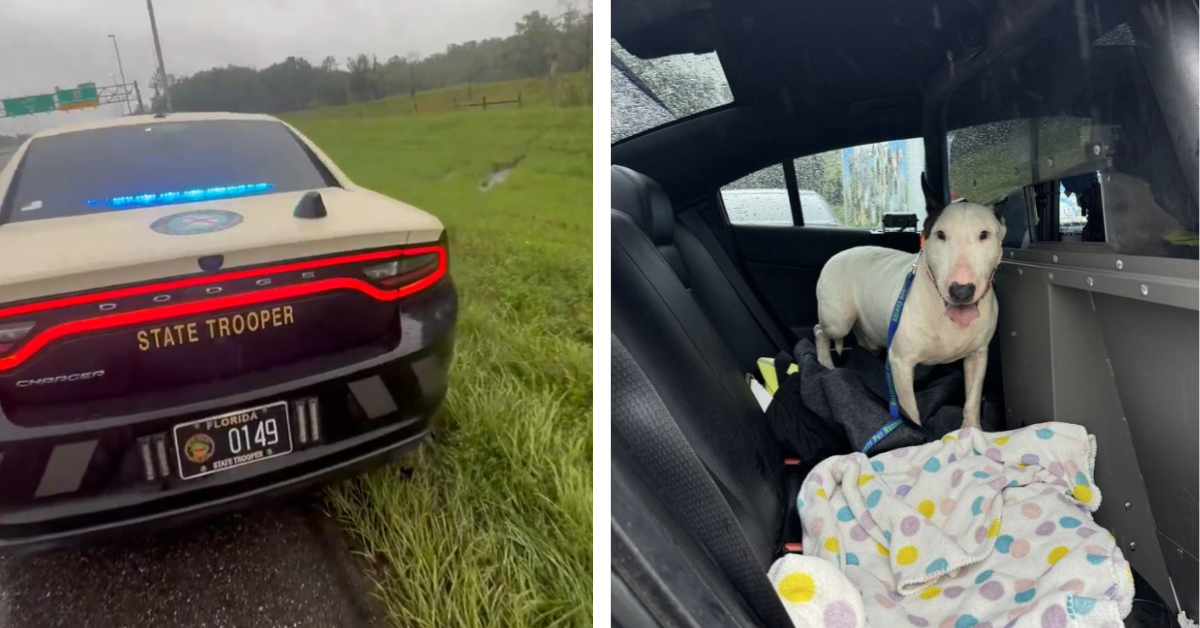 Florida Highway Patrol rescues a dog left behind during Hurricane Milton evacuations 