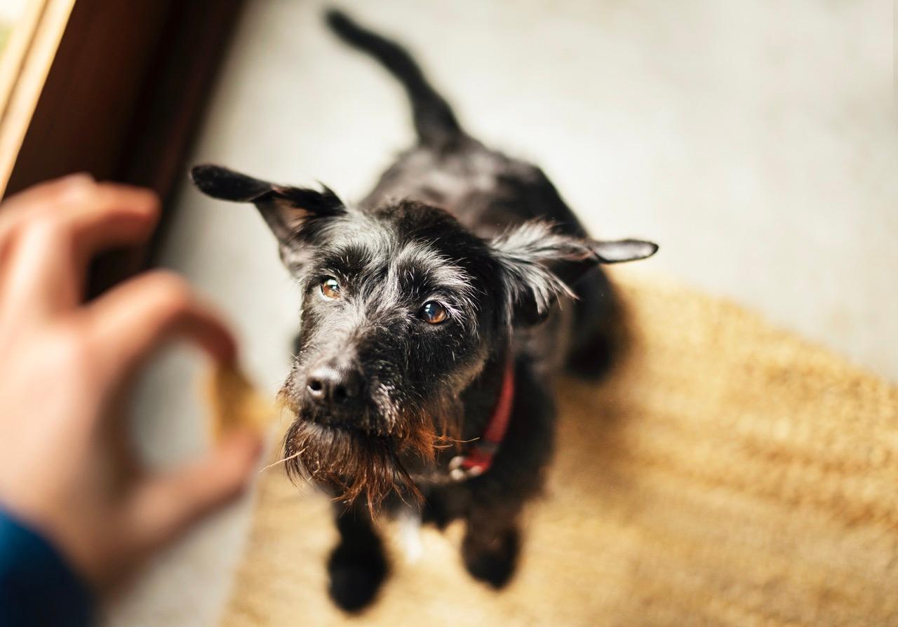 Black dog looking up at owner holding something in between their fingers.