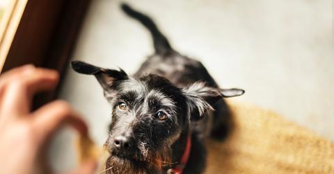 Black dog looking up at owner holding something in between their fingers.